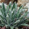 Vai alla scheda di Agave polianthiflora