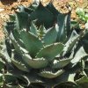 Vai alla scheda di Agave polyacantha