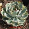 Vai alla scheda di Agave potatorum cv. kichijokan marginata