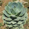 Vai alla scheda di Agave potatorum f. nana