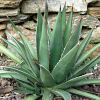 Vai alla scheda di Agave purpusorum