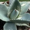Vai alla scheda di Agave pygmaea cv. dragon toes