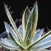 Vai alla scheda di Agave schidigera cv. schira ito no ohi