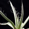 Vai alla scheda di Agave schottii