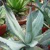 Vai alla scheda di Agave shrevei