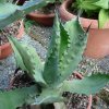 Vai alla scheda di Agave shrevei ssp. magna