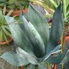 Vai alla scheda di Agave shrevei ssp. matapensis