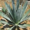 Vai alla scheda di Agave sisalana