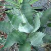 Vai alla scheda di Agave sobria