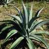 Vai alla scheda di Agave sobria ssp. frailensis