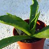 Vai alla scheda di Agave sp. pilon kuba