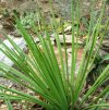 Vai alla scheda di Agave striata