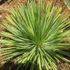 Vai alla scheda di Agave striata f. nana