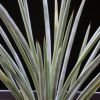 Vai alla scheda di Agave striata v. nana