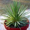 Vai alla scheda di Agave stricta v. nana