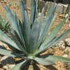 Vai alla scheda di Agave tequilana