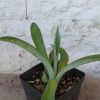 Vai alla scheda di Agave thomasae