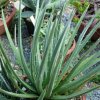 Vai alla scheda di Agave toumeyana