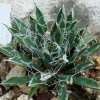 Vai alla scheda di Agave toumeyana ssp. bella