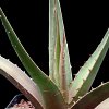 Vai alla scheda di Agave triangularis