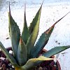 Vai alla scheda di Agave utahensis