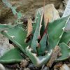 Vai alla scheda di Agave utahensis v. kaibabensis