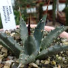 Vai alla scheda di Agave utahensis v. nevadensis