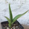 Vai alla scheda di Agave vicina