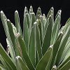 Vai alla scheda di Agave victoriae-reginae