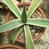 Vai alla scheda di Agave weberi