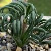 Vai alla scheda di Albuca spiralis