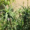 Vai alla scheda di Aloe arborescens