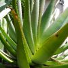 Vai alla scheda di Aloe arborescens x ferox