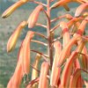 Vai alla scheda di Aloe aristata