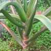 Vai alla scheda di Aloe bainesii