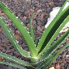 Vai alla scheda di Aloe barberae