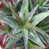 Vai alla scheda di Aloe bellatula x millotii