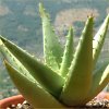 Vai alla scheda di Aloe brevifolia