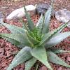 Vai alla scheda di Aloe broomii