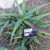 Vai alla scheda di Aloe cameronii