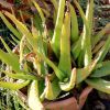 Vai alla scheda di Aloe camperi