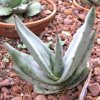 Vai alla scheda di Aloe cfr. grandidentata