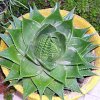 Vai alla scheda di Aloe cosmo cv. green pearl