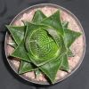 Vai alla scheda di Aloe cv. cosmo green pearl