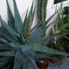 Vai alla scheda di Aloe cv. varvari