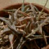 Vai alla scheda di Aloe descoingsii