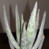 Vai alla scheda di Aloe dichotoma