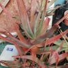 Vai alla scheda di Aloe divaricata