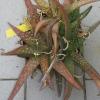 Vai alla scheda di Aloe dumetorum