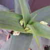 Vai alla scheda di Aloe fleurentiniorum